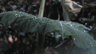 Rain On Tree Leaves | 2 Hours Of Water Drops Falling From A Roof On Leaves For Deep Sleep Insomnia