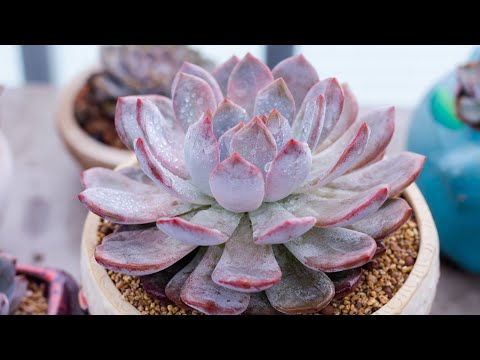 Video: Cách Trồng Cây Echeveria: Mẹo Trồng Cây Echeveria