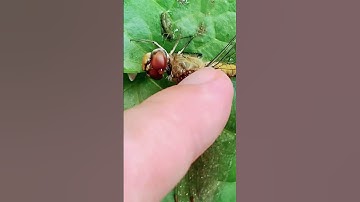 wasp vs dragonfly attack and rescue ⛑️ 😮  #vespa #attack #animals #wildlife #dragonfly #nature