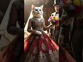Cute Cutecat Shortsfeed Dubidubidu Cuteanimal Bilibili Catwedding Cute Cutecat Shortsfeed Dubidubidu Cuteanimal Bilibili Catwedding
