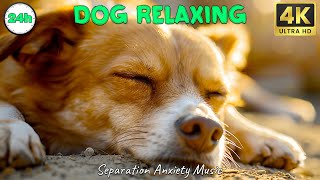 DOG TV: Top Video Entertainment for Anxious Dogs When Home Alone - The Best Music Collection Dogs