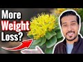 Rhodiola Rosea for Weight Loss | Does Cortisol Cause Weight Gain?