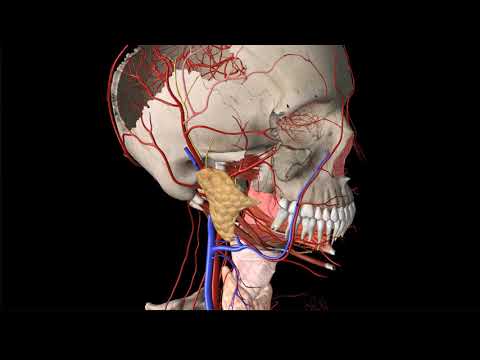 Vidéo: Branches, Anatomie Et Fonction De L'artère Carotide Externe - Cartes Corporelles