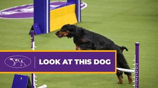 This Gordon Setter Made Agility Look Effortless 🐾 | Westminster Agility 2026