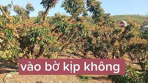 Những vườn vải ngọt ở hộ đáp.sơn hải.liệu còn kịp không