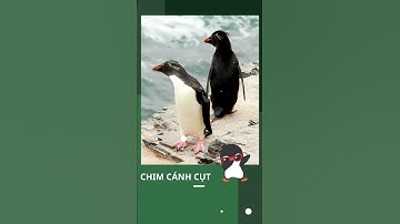 CHIM CÁNH CỤT BẬC THẦY VỀ SỰ CHUNG THỦY TRONG TÌNH YÊU #shorts #animals