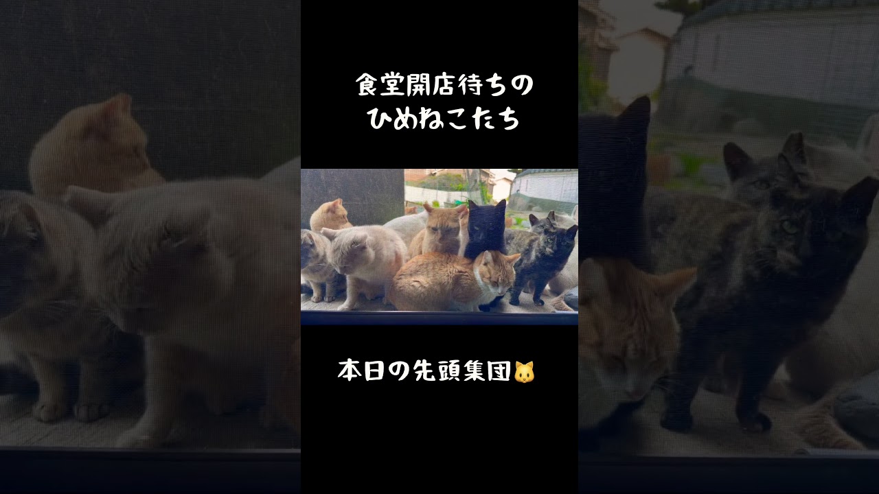 ひめねこ食堂、開店待ち🐱🍴 #猫島 #姫島 #cat #地域猫活動 #姫ねこ