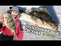 КРУПНЫЙ окунь на балансир в глухозимье / Зимняя рыбалка 2021