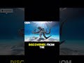 Octopus Has 3 Hearts & Blue Blood?! Ocean Secret Revealed