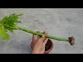 The easy way to make a papaya bonsai at home