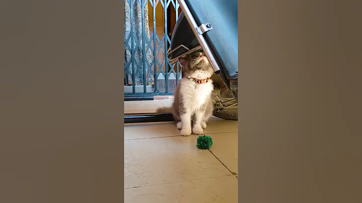 Video 8910091: cat little kitten funny, funny cats kittens funniest, cat kitten explore, cat toy kitten