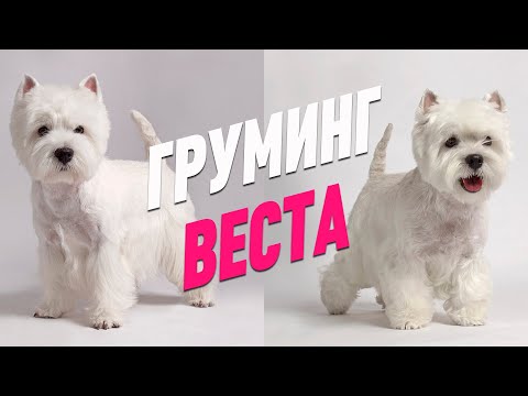 ГРУМИНГ ВЕСТА / ТРИММИНГ ВЕСТ ХАЙЛЕНД УАЙТ ТЕРЬЕРА / Эпизод МАСТЕР-КЛАССА / GROOM SCHOOL