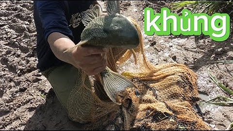 tiếp tục hành trình đi chài lưới bắt cá trên sông được hơn 15kg cá @tuanvlog84