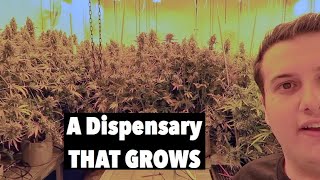 Growing weed in Colorado! Seed and Smith Dispensary