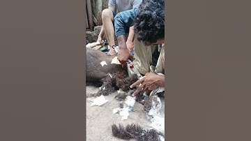 Powerful Electric Sheep Hair Shearing Clipper Kit Shear Wool Cut t Animal Shearing Grooming