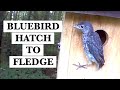 Bluebird Story Hatch to Fledge