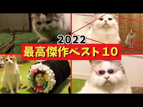 【爆笑】今年最高に面白かった傑作動画ベスト１０【関西弁でしゃべる猫】