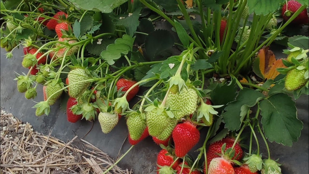 Начало плодоношения клубники Джоли (средний срок созревания). 20.05.2022.