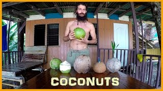 LEARN ABOUT THE STAGES OF THE COCONUT: FROM YOUNG TO MATURE TO SPROUTED