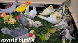 exotic bird's available in Hyderabad at MK aviary | African Grey parrot | conure & cocktail chick's