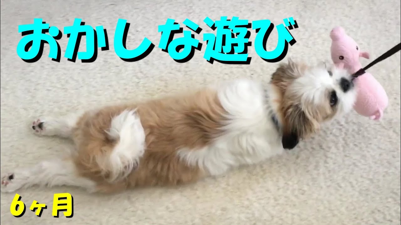 59 おかしな遊びに喜ぶ子犬に 目がテン＆爆笑！ 🥎生後6ヶ月🥎シーズー・Shih Tzu・子犬 YouTube