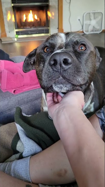 Dog Demands Pets Then Cat Gets Jealous and Slaps It