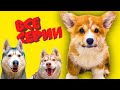 КОРГИ КОРЖИК! Все серии ЯНВАРЯ! (Хаски Бандит и Бублик) Говорящие собаки
