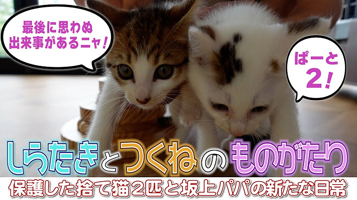 しらたきとつくねのものがたり２　〜捨て猫を保護した坂上パパの新たな生活〜