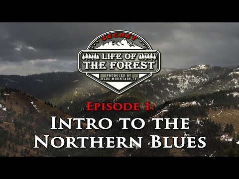 Secret Life of the Forest, The Northern Blue Mountains Episode 1