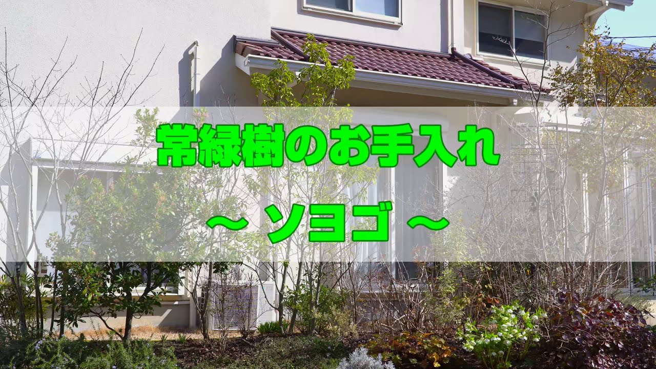 植栽管理 ソヨゴ 常緑樹の冬のお手入れ Youtube