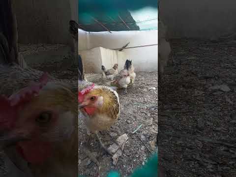 مرغ و خروس مرغ خروس مزرعه    جوجه  مرغ سوخاری مرغی
