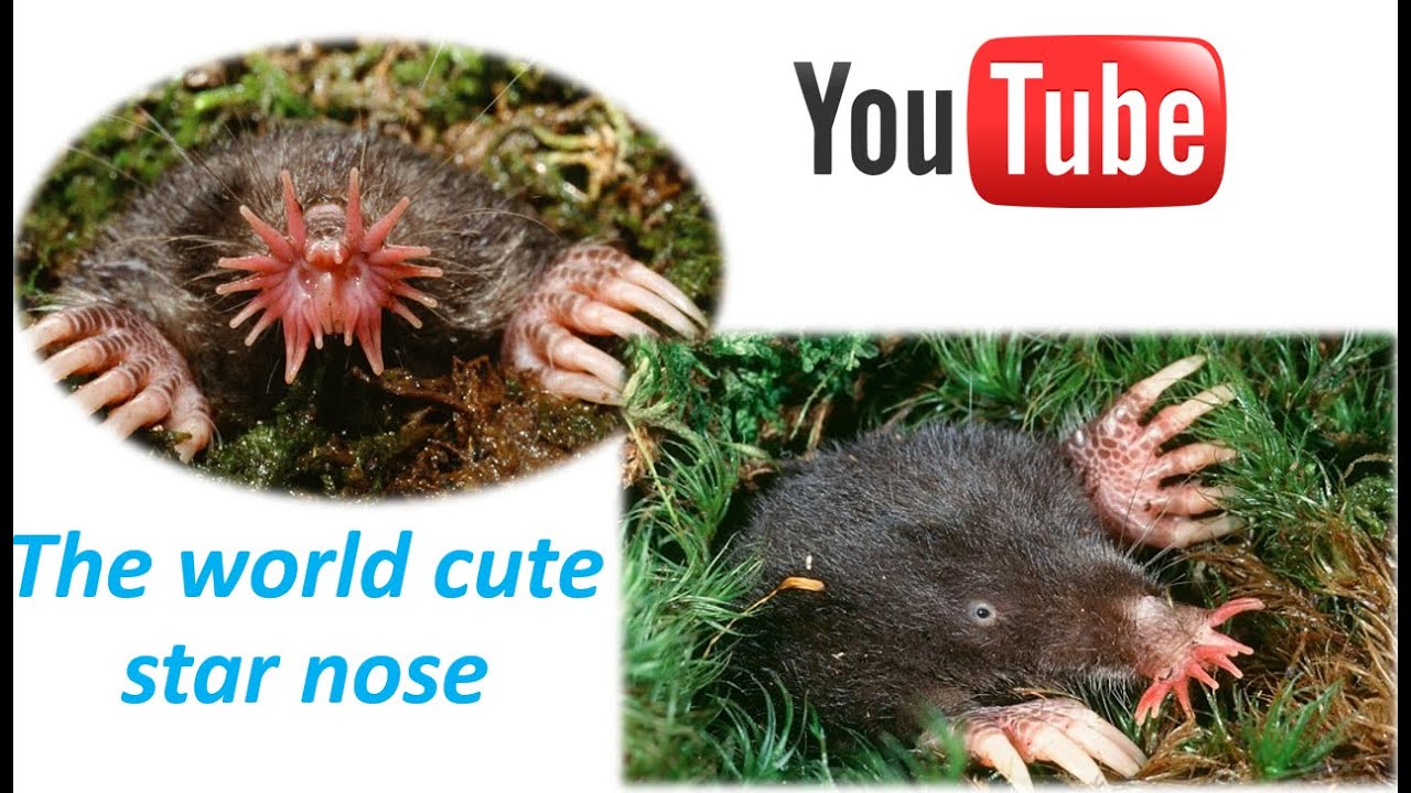 World cute star nose #insects #worm