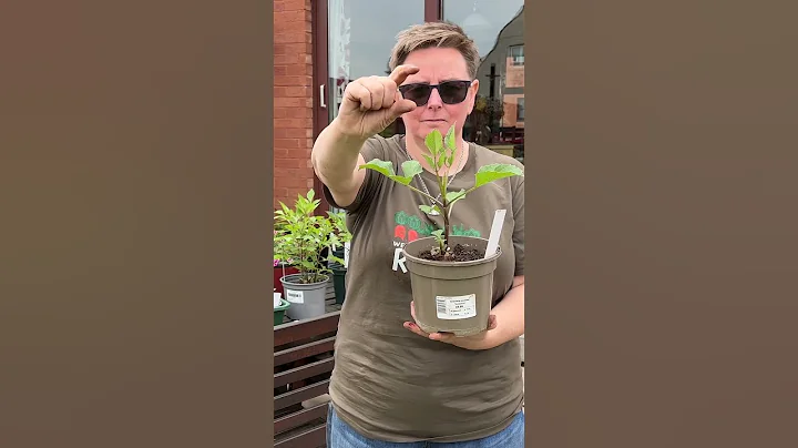 How to pinch out your dahlias - get more flowers - DayDayNews