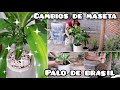 cambio de maseta planta palo de Brasil✅+trasplantado planta de interior pohto #plantas