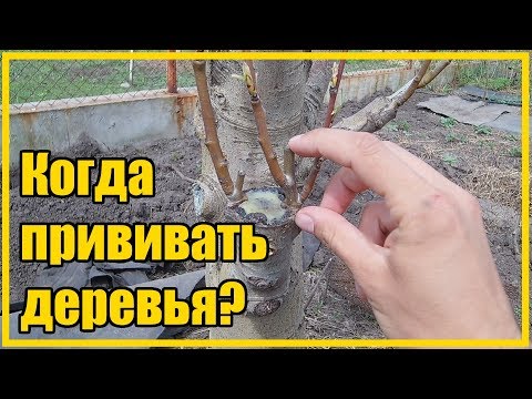 КАК ПРИВИВАТЬ ДЕРЕВЬЯ / ЛУЧШЕЕ ВРЕМЯ ДЛЯ ВЕСЕННЕЙ ПРИВИВКИ ФРУКТОВОГО САДА