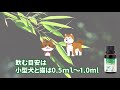 ササヘルスの犬猫版！？ペット用のサプリを紹介！