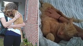 Diese vermisste Katze tauchte nach 2 Jahren wieder auf, du glaubst nicht was ihr passiert ist...
