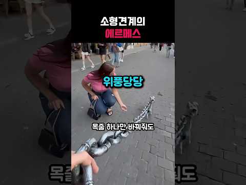 소형견계의 에르메스 thumbnail