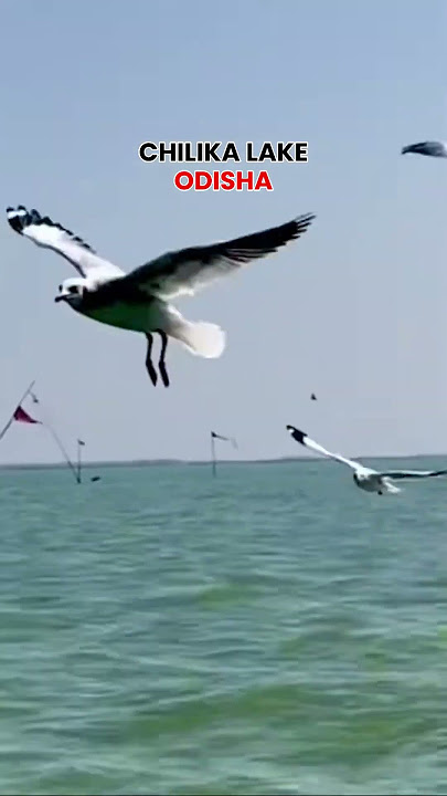 Chilika Lake, Odisha