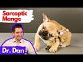 Sarcoptic Mange Scabies in the dog.  Dr. Dan explains.