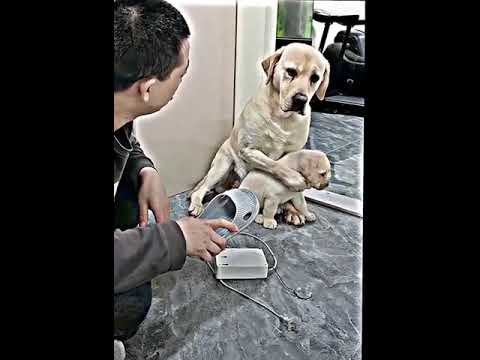 Vídeo: Tecnologia feita para o seu cão está ficando maior, mais forte e mais rápida