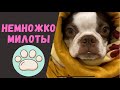 милая собака | Бостон Терьер | самая добрая собака в мире