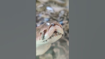 Python closeup.  #short #shortsvideo #shorts #shortvideo #python