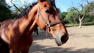 Kids - spend your summer with horses