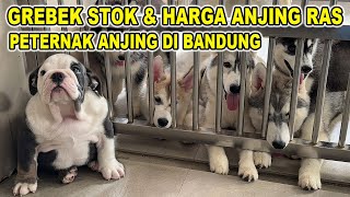 Grebek Stok & Harga Anjing Ras Di Bandung -  Dream Castle Kennel