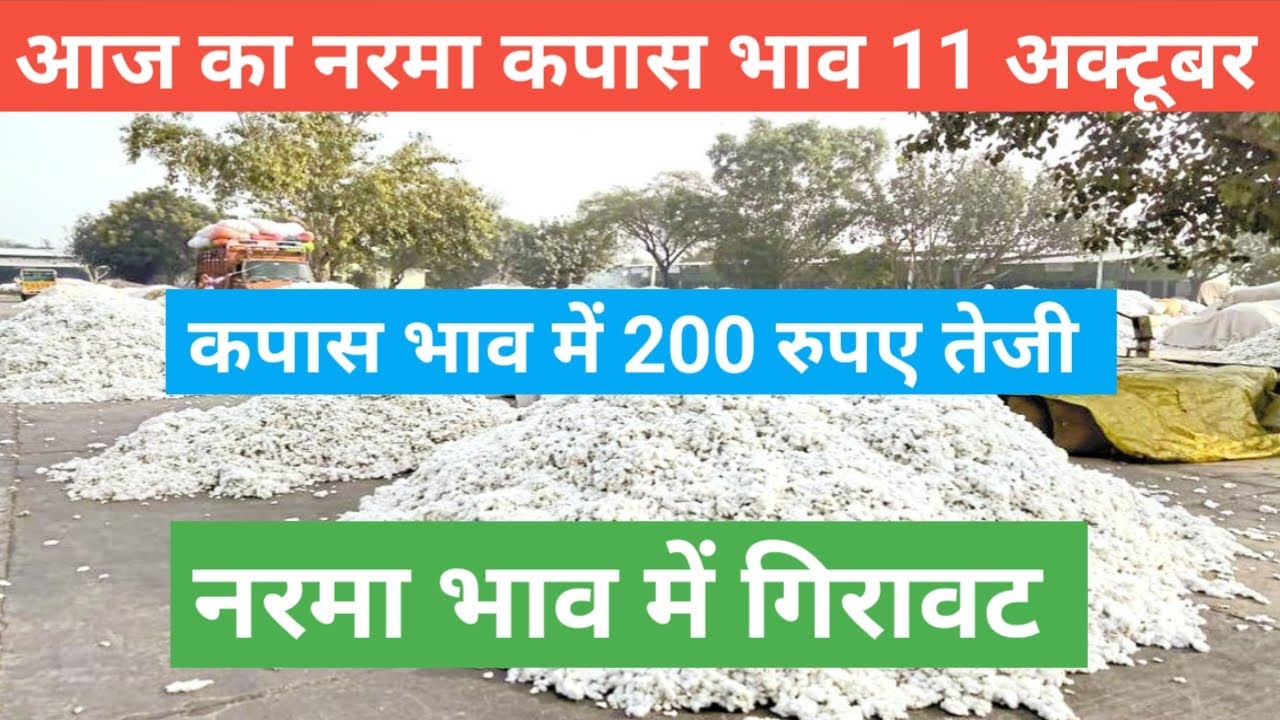 Aaj ka narma kapas ka bhav 11 October. नरमा भाव में मंदी कपास भाव में