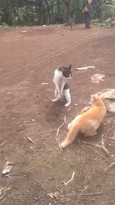 Janda Heboh berkelahi gara' selingkuh