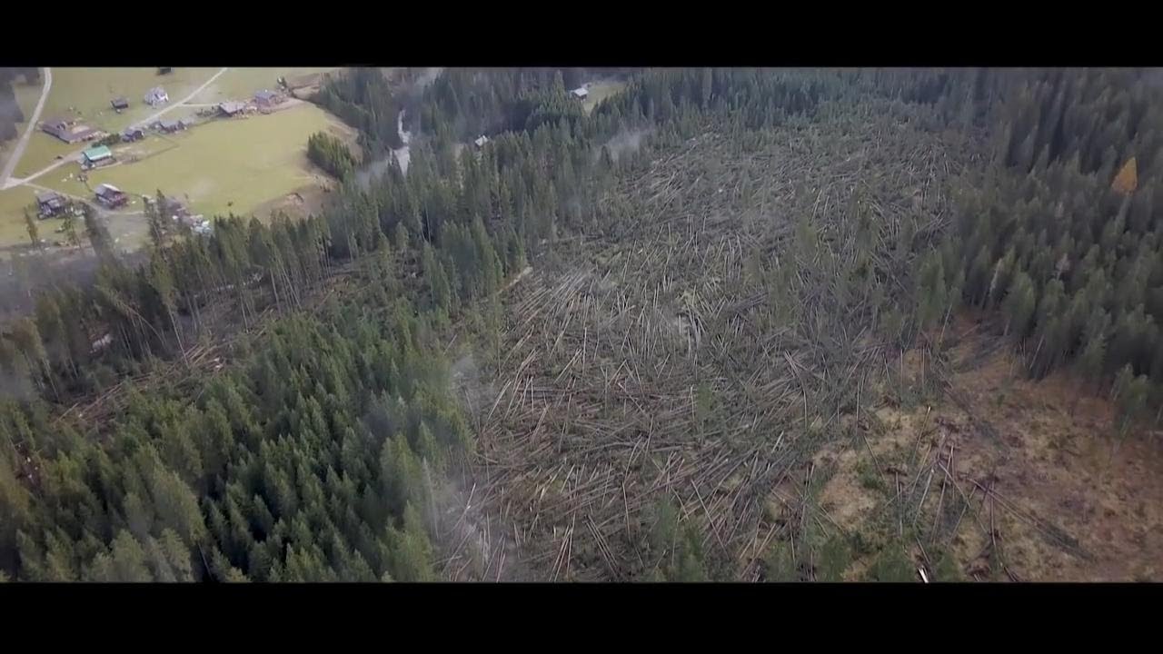 Maltempo Belluno, distrutti i boschi della Val Visdende: la distesa di alberi caduti