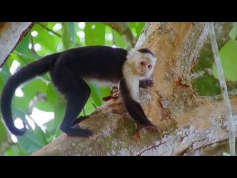 Capuchin Monkeys | Wild Caribbean | BBC Earth