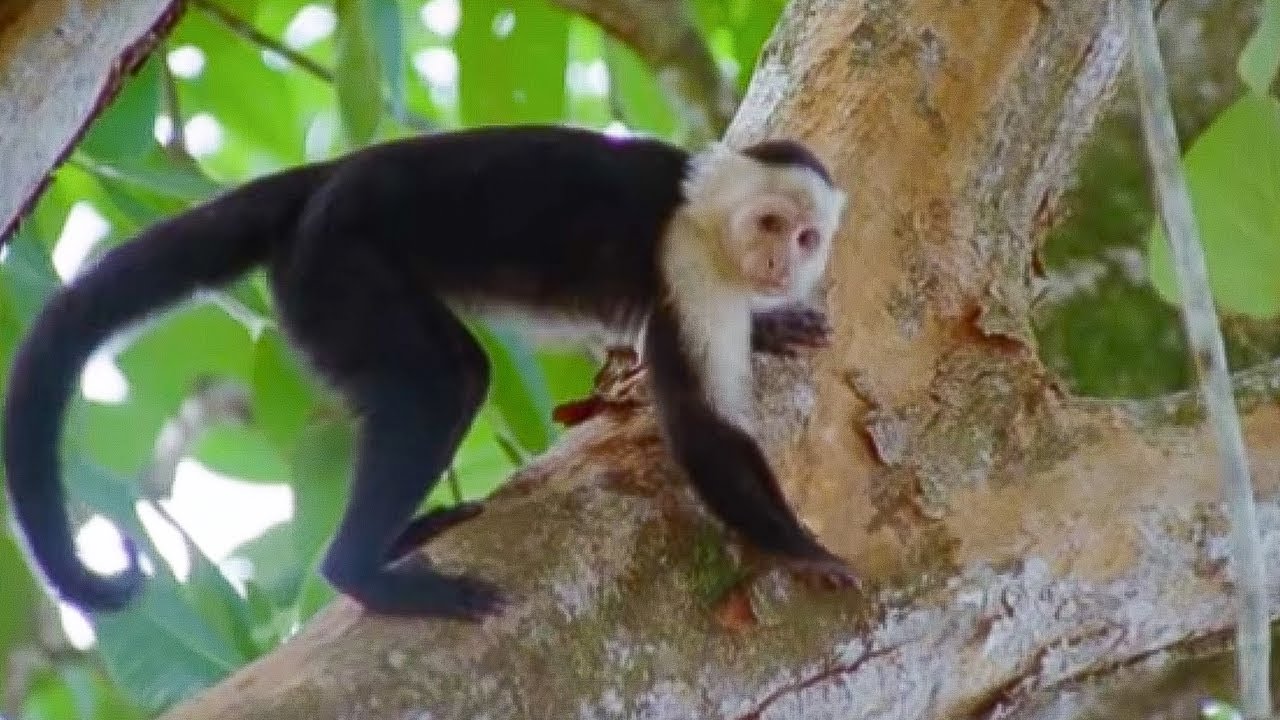 Image result for capuchin monkeys
